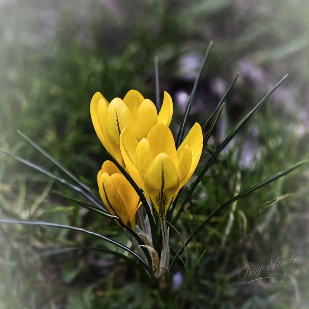 MG 0036 72dpi aboutme