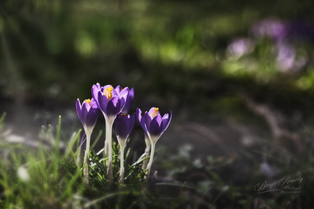 purple flowers growing out of grass